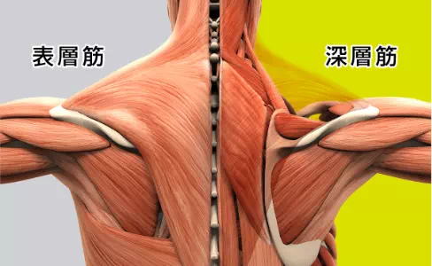 表層筋/深層筋